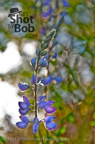 California Wildflower