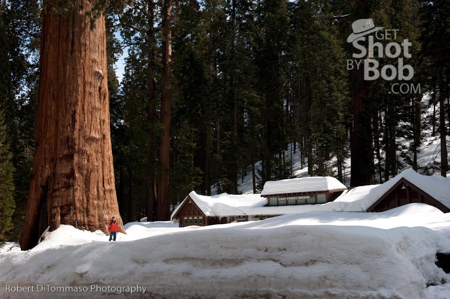 Sequoia National Park (1 of 2)