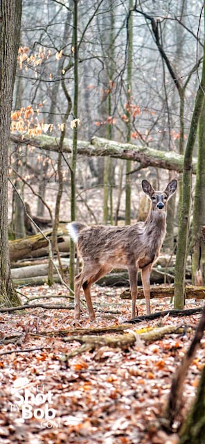 201203180001-Edit Nature Preserve in Rochester Hills
