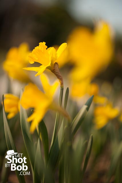 201203210005 Daffodil