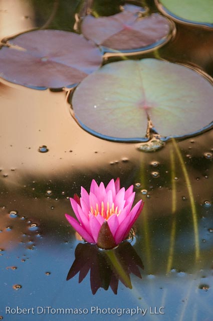 Bright Pink Water Lily